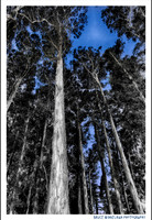 Fiat Lux - Fiat Umbra (Night images of UC Berkeley)
