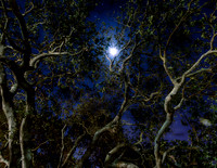 Fiat Lux - Fiat Umbra (Night images of UC Berkeley)